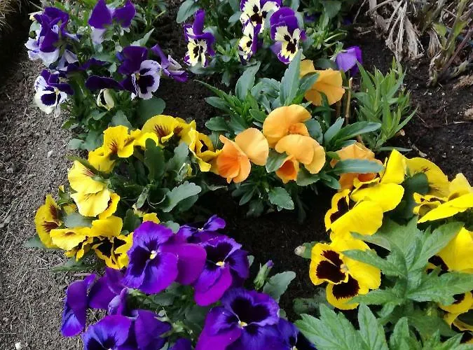 Johanna Appartement *